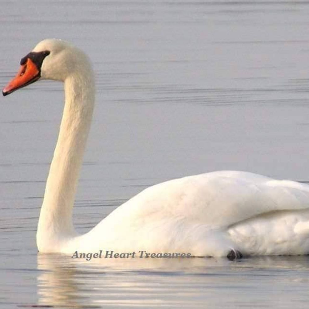 5x7 Original Photography Mute Swan Print